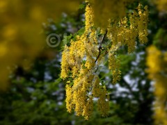 Laburnum